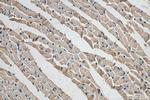 NTN1 Antibody in Immunohistochemistry (Paraffin) (IHC (P))