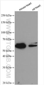 NTN1 Antibody in Western Blot (WB)