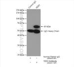 YES1 Antibody in Immunoprecipitation (IP)