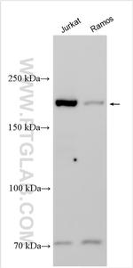 DOCK2 Antibody in Western Blot (WB)