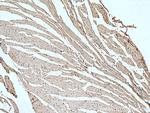 SCN7A Antibody in Immunohistochemistry (Paraffin) (IHC (P))