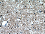 TAF1 Antibody in Immunohistochemistry (Paraffin) (IHC (P))