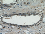TAF1 Antibody in Immunohistochemistry (Paraffin) (IHC (P))
