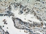 TAF1 Antibody in Immunohistochemistry (Paraffin) (IHC (P))