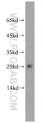 PPP1R11 Antibody in Western Blot (WB)