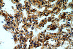 SERINC3 Antibody in Immunohistochemistry (Paraffin) (IHC (P))
