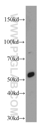 SERINC3 Antibody in Western Blot (WB)
