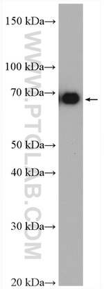SERINC3 Antibody in Western Blot (WB)