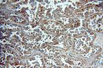 SERINC3 Antibody in Immunohistochemistry (Paraffin) (IHC (P))