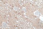 SERINC3 Antibody in Immunohistochemistry (Paraffin) (IHC (P))