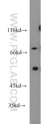 SERINC3 Antibody in Western Blot (WB)