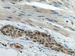 RREB1 Antibody in Immunohistochemistry (Paraffin) (IHC (P))