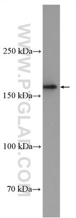 RREB1 Antibody in Western Blot (WB)
