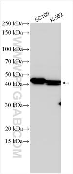 TEX9 Antibody in Western Blot (WB)