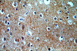 FAM127B Antibody in Immunohistochemistry (Paraffin) (IHC (P))