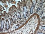 FAM127B Antibody in Immunohistochemistry (Paraffin) (IHC (P))