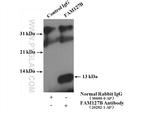 FAM127B Antibody in Immunoprecipitation (IP)