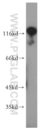 RADIL Antibody in Western Blot (WB)