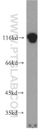 RADIL Antibody in Western Blot (WB)