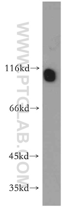 RADIL Antibody in Western Blot (WB)