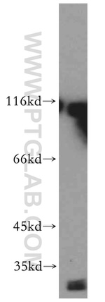 RADIL Antibody in Western Blot (WB)