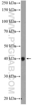 XRCC2 Antibody in Western Blot (WB)