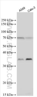 FUT2 Antibody in Western Blot (WB)
