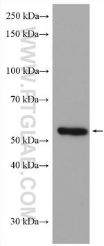 ALG3 Antibody in Western Blot (WB)