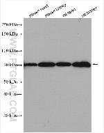 SLC6A8 Antibody in Western Blot (WB)