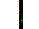 Interferon gamma Polyclonal Antibody