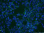 SLC13A4 Antibody in Immunocytochemistry (ICC/IF)