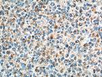 GPR65 Antibody in Immunohistochemistry (Paraffin) (IHC (P))