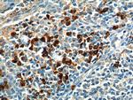 GPR171 Antibody in Immunohistochemistry (Paraffin) (IHC (P))