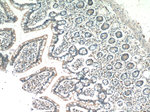 CLN6 Antibody in Immunohistochemistry (Paraffin) (IHC (P))