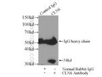 CLN6 Antibody in Immunoprecipitation (IP)
