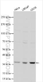 ISCA1 Antibody in Western Blot (WB)