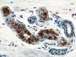 TIAF1 Antibody in Immunohistochemistry (Paraffin) (IHC (P))