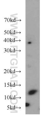 TIAF1 Antibody in Western Blot (WB)