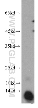 TIAF1 Antibody in Western Blot (WB)