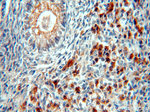 B4GALT2 Antibody in Immunohistochemistry (Paraffin) (IHC (P))