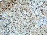 Adenosine A1 Receptor Antibody in Immunohistochemistry (Paraffin) (IHC (P))