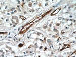 AQP1 Antibody in Immunohistochemistry (Paraffin) (IHC (P))