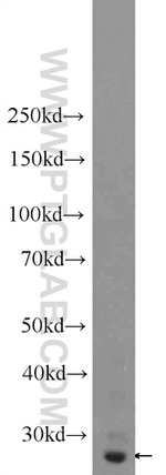 AQP1 Antibody in Western Blot (WB)