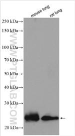 AQP5 Antibody in Western Blot (WB)