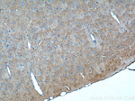 P2RY13 Antibody in Immunohistochemistry (Paraffin) (IHC (P))
