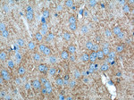 P2RY13 Antibody in Immunohistochemistry (Paraffin) (IHC (P))