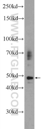 P2RY13 Antibody in Western Blot (WB)