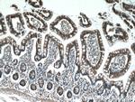 P2RY13 Antibody in Immunohistochemistry (Paraffin) (IHC (P))
