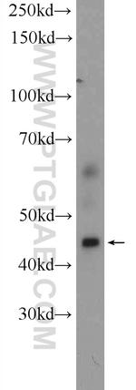 P2RY13 Antibody in Western Blot (WB)
