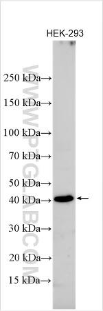 BTG3 Antibody in Western Blot (WB)
